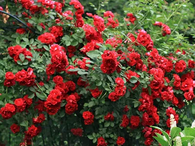 Фото розы Вьюшка на фоне природы в jpg