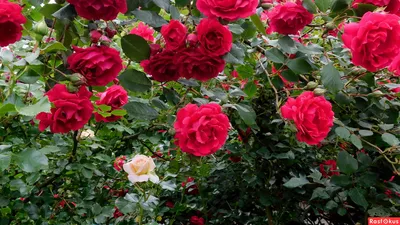 Яркое изображение розы Вьюшка в png