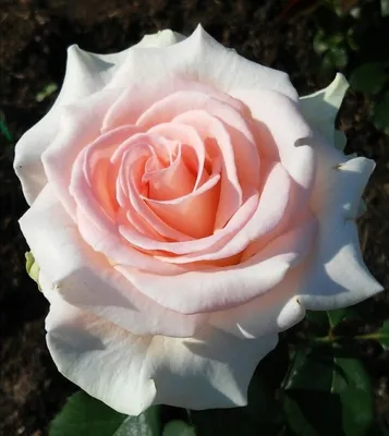Красивое изображение Розы Вивальди в формате png