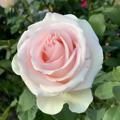 Фото розы Вивальди с эффектом размытия