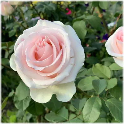 Изумительная роза в формате webp