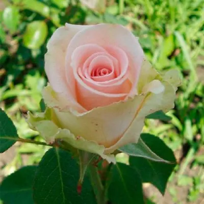 Прекрасная роза в формате webp для скачивания