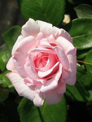 Потрясающая роза в формате webp для скачивания