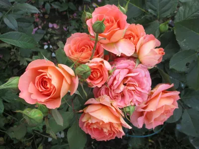Зафиксируйте красоту розы Вивьен Вествуд на вашем фото