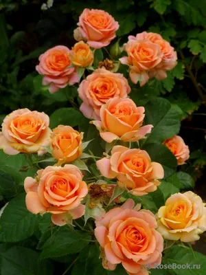 Роза Вивьен Вествуд в формате jpg - сохраните красоту