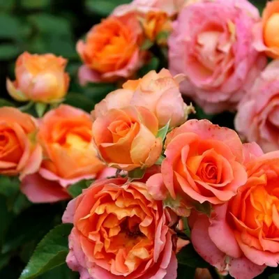 Картина розы Вивьен Вествуд: идеальный подарок для ценителей