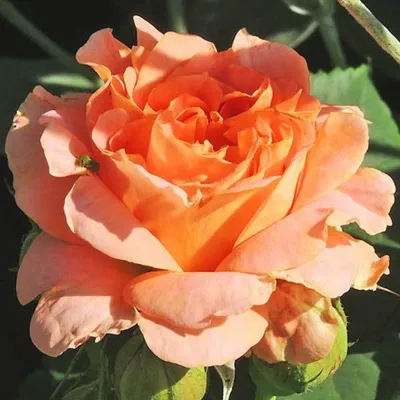Очаровательная роза Вивьен Вествуд в формате jpg