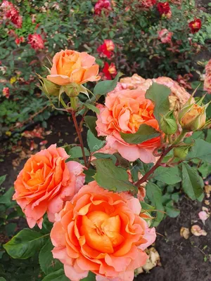 Загадочная и прекрасная роза Вивьен Вествуд на вашей фотографии