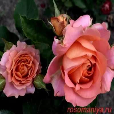 Роза Вивьен Вествуд в формате png - качественное изображение