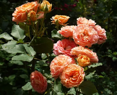 Погрузитесь в мир розы Вивьен Вествуд с помощью фотографии