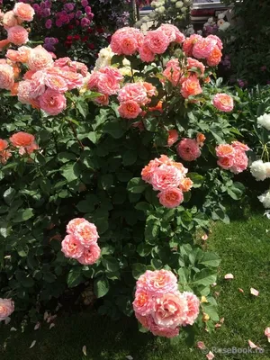 Вдохновляющее фото розы Вивьен Вествуд для вашего интерьера