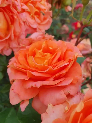 Фото розы Вивьен Вествуд - наполните свой день нежностью