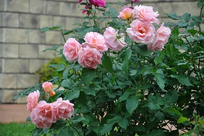 Украсьте свое пространство романтическим фото розы Вивьен Вествуд
