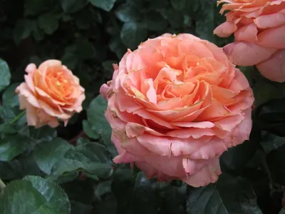 Изображение розы Вивьен Вествуд - великолепие природы на вашем фото