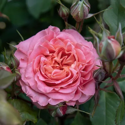 Фото розы Вивьен Вествуд - природная красота подробностей