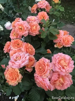 Фото розы Вивьен Вествуд - великолепное произведение природы