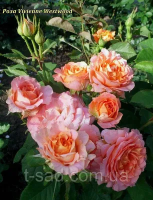 Узнайте о красоте и изяществе розы Вивьен Вествуд на фото