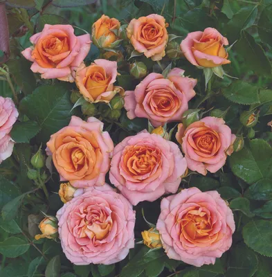 Великолепная роза Вивьена Вествуд на вашем изображении