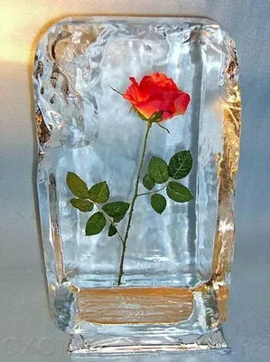 Роза во льду - огромное изображение с размером на выбор