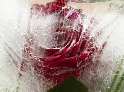 Фото розы во льду - загрузка картинки в формате jpg