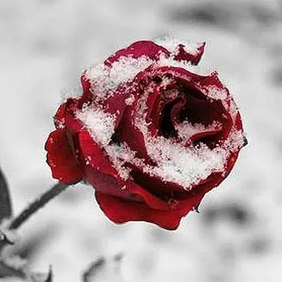 Изображение розы во льду с эффектом прозрачности - доступен выбор размера картинки