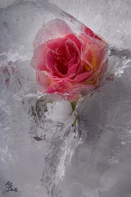Фотография розы во льду для использования на блоге - возможность скачать в формате png