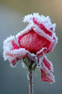 Картинка розы во льду для оформления сайта - скачивание в формате webp