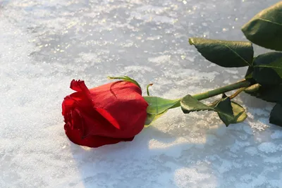 Фотка розы во льду для фоторамки - выберите нужный вам размер изображения
