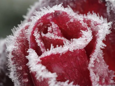 Фотография розы во льду с эффектом замерзшей росы - загрузка картинки в формате jpg