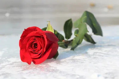 Изображение розы во льду для украшения открытки - доступен выбор размера картинки