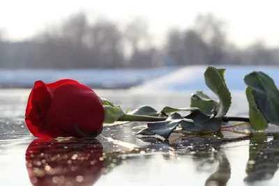 Фото розы во льду для печати на холсте - выберите нужный вам размер изображения