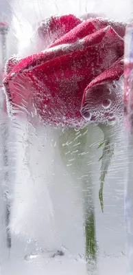 Фотка розы во льду с эффектом прозрачности для использования в фотомонтаже - загрузка картинки в формате jpg