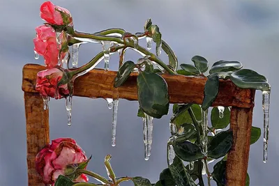 Изображение розы во льду в высоком разрешении для публикации в журнале - доступен выбор размера картинки