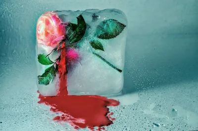 Картинка розы во льду с эффектом замерзшей росы для создания постера - скачивание в формате webp