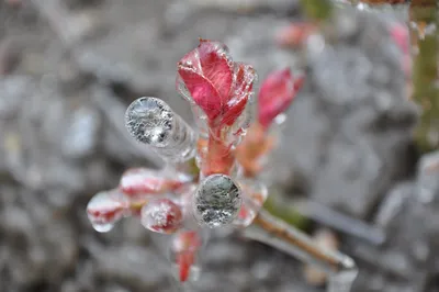 Фотография розы во льду с эффектом прозрачности для создания коллажа - загрузка картинки в формате jpg