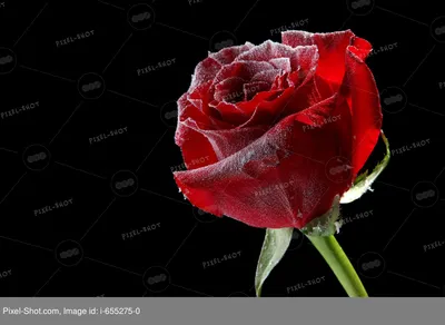 Изображение розы во льду для использования в презентации - доступен выбор размера картинки
