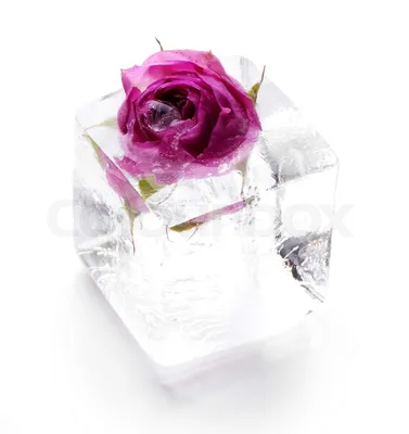 Картинка розы во льду для оформления компьютерного экрана - скачивание в формате webp