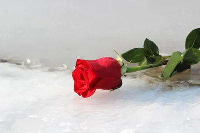 Изображение розы во льду - доступен выбор размера картинки