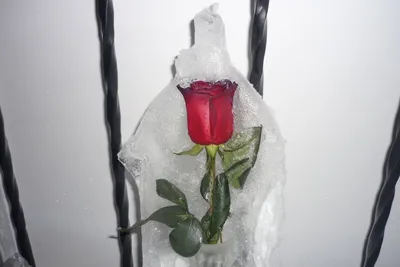 Фото розы во льду для использования в мобильном приложении - выберите нужный вам размер изображения