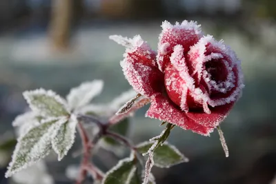 Фотка розы во льду с эффектом замерзшей росы для использования в социальных сетях - загрузка картинки в формате jpg
