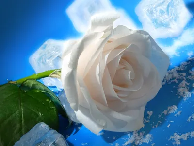 Изображение розы во льду в высоком разрешении для печати на фотобумаге - доступен выбор размера картинки