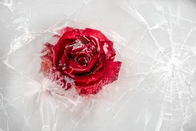 Картинка розы во льду с эффектом прозрачности для создания обложки книги - скачивание в формате webp