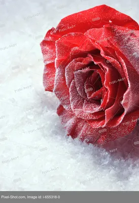 Фотография розы во льду для создания фотооткрытки - загрузка картинки в формате jpg