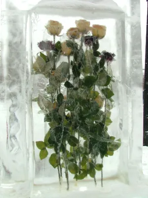 Изображение розы во льду для использования в видео монтаже - доступен выбор размера картинки
