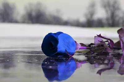 Фото розы во льду для использования в приложении для редактирования фото - выберите нужный вам размер изображения