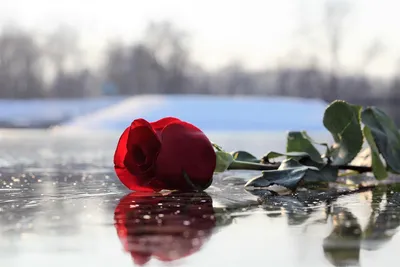 Фотография розы во льду - возможность скачать в формате png