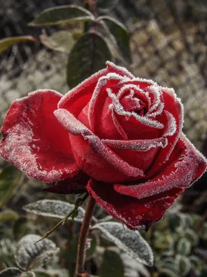 Фотка розы во льду с эффектом замерзшей росы для печати на постере - загрузка картинки в формате jpg