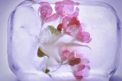 Картинка розы во льду с эффектом прозрачности для использования в электронной почте - скачивание в формате webp