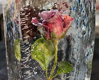 Фото розы во льду для использования в фото календаре - выберите нужный вам размер изображения