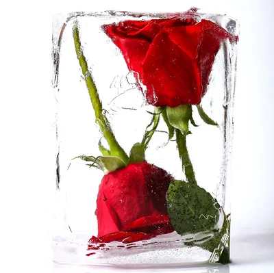 Картинка розы во льду - скачивание в формате webp